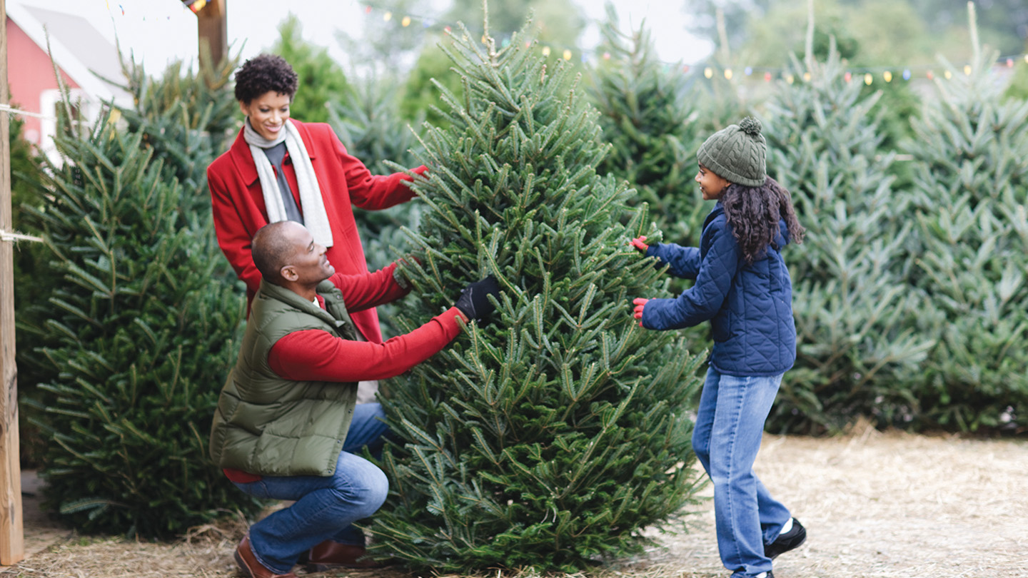 Merchant Q&A: How The Home Depot Sources Fresh-Cut Christmas Trees