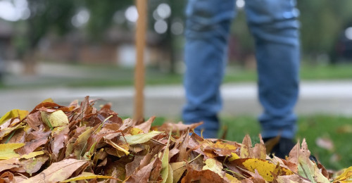 use leaves for mulch